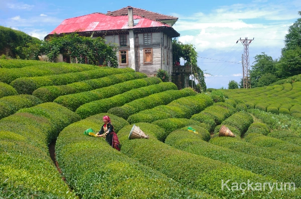 Uzungöl ve Rize Yaylaları Turu | Karagöl Dahil